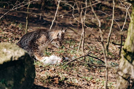 大山猫_大山猫怎么画_猫生小猫一猫穷二猫富