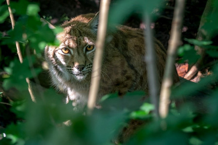 大山猫_猫生小猫一猫穷二猫富_大山猫怎么画