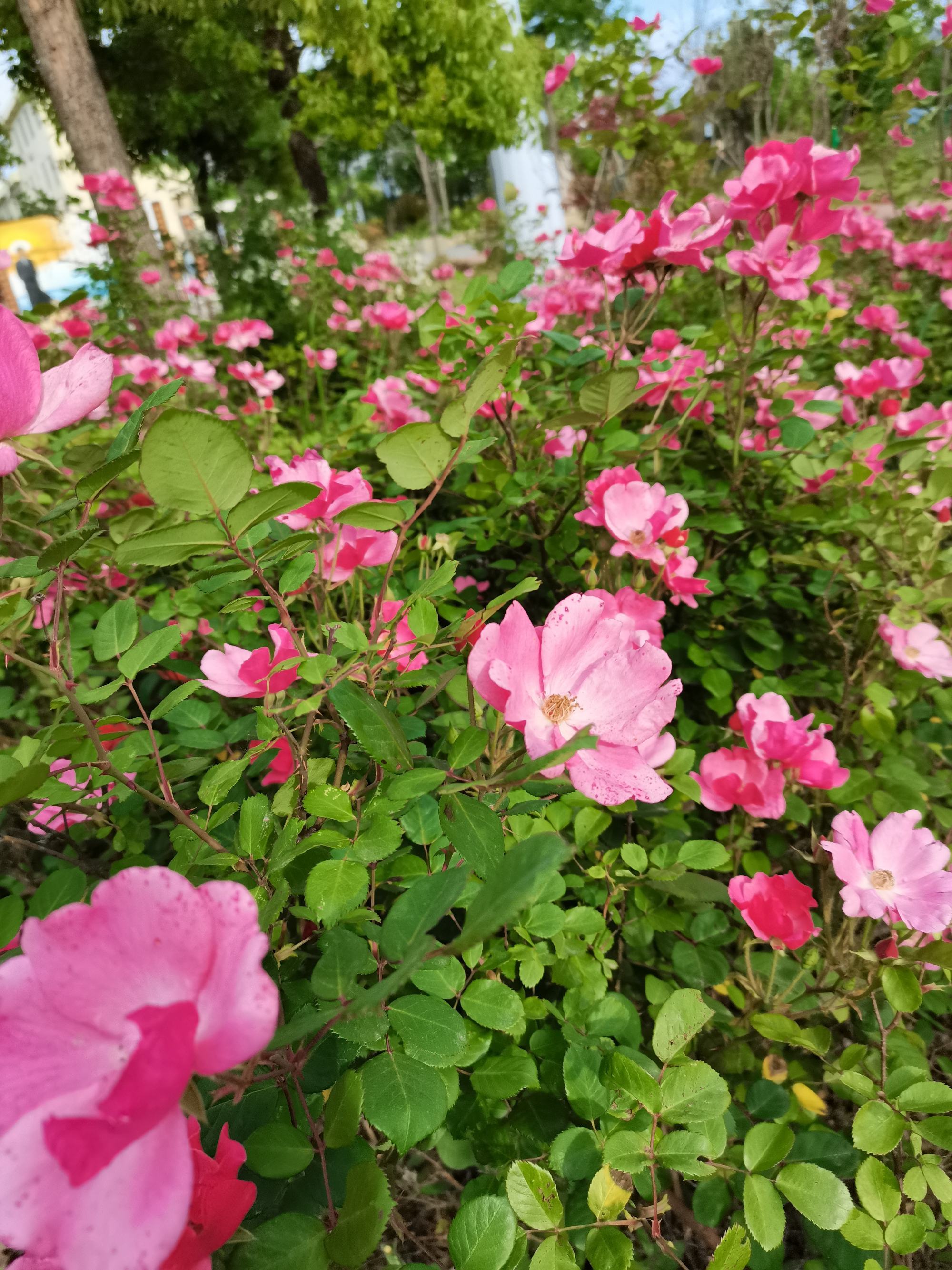 花园战争_花园战争2免费下载_花园战争3和睦小镇