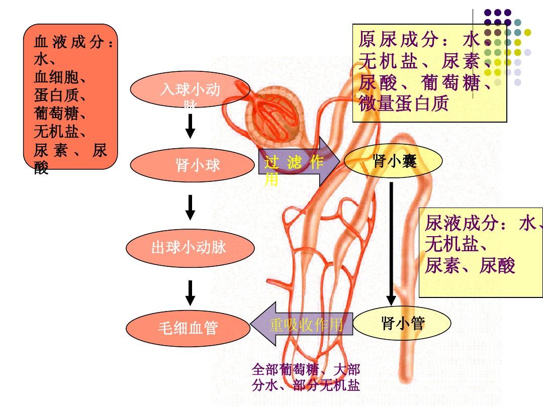 尿异常_尿异常红细胞形态检查标准值_尿异常红细胞