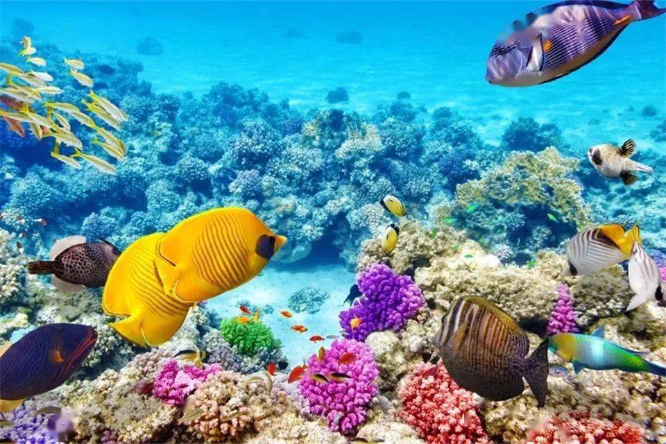 海底奇遇，养鱼游戏乐园