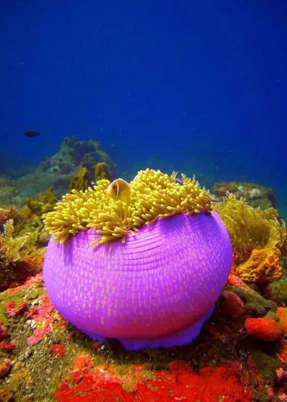 深海水族馆_观赏鱼之家zadull水族_水族