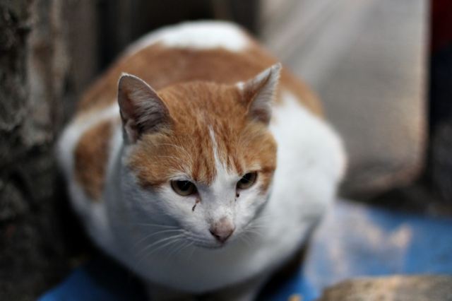 淡紫色英短猫图片_灰色英短猫图片_快猫短视