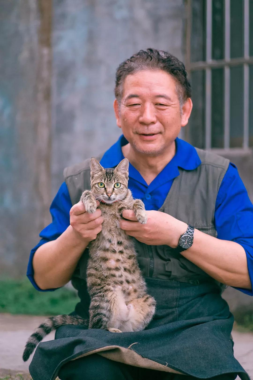 淡紫色英短猫图片_快猫短视_灰色英短猫图片