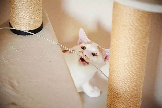 灰色英短猫图片_淡紫色英短猫图片_快猫短视