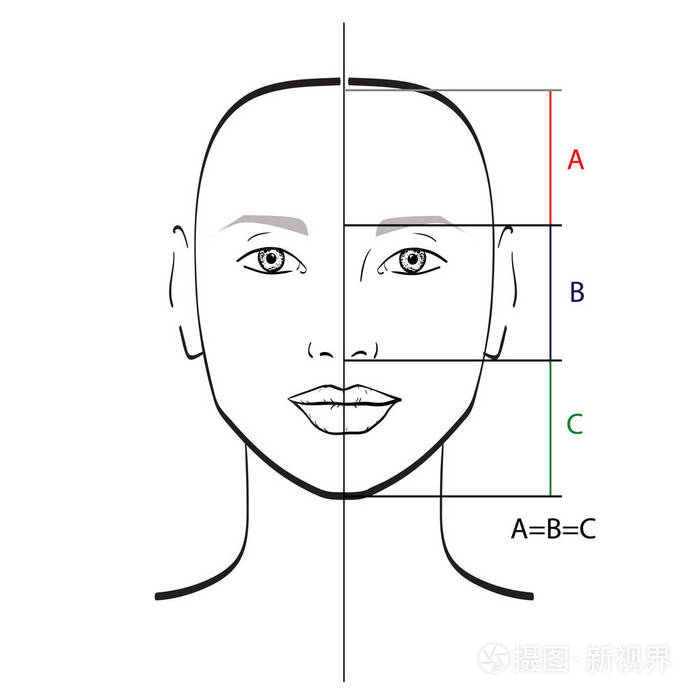 黄金比例脸型模板软件_黄金比例脸型模板_黄金脸型比例模板图