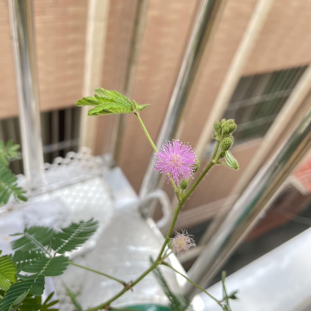 含羞草实验研所入口_含羞草实验研所入口_含羞草实验研所入口