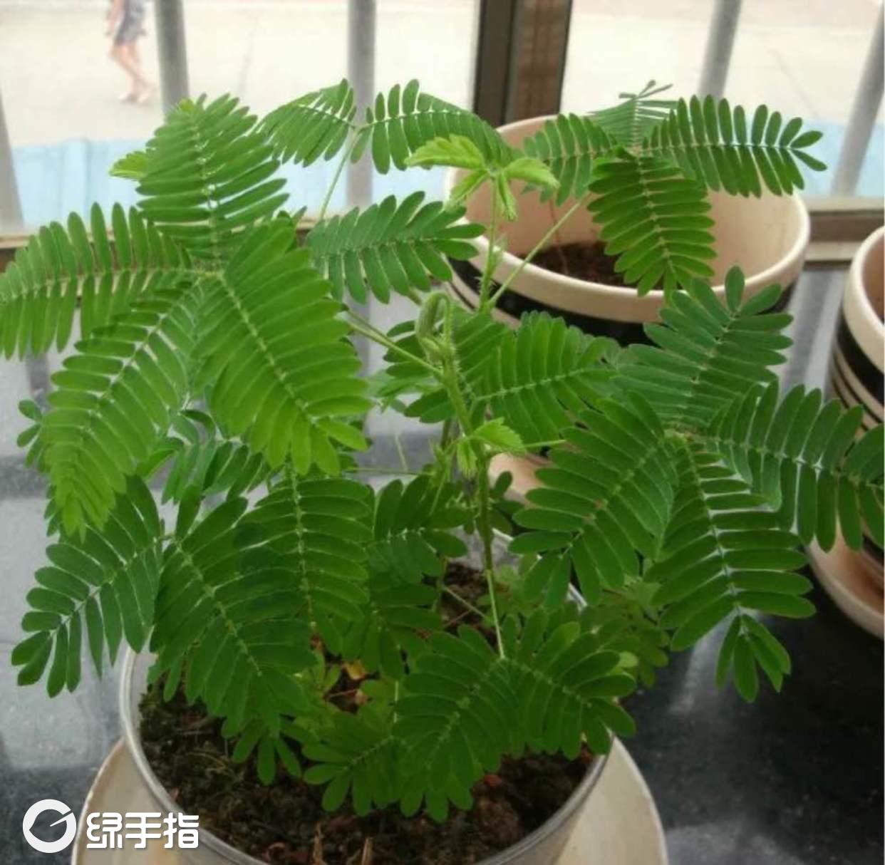 含羞草实验研所入口_含羞草实验研所入口_含羞草实验研所入口