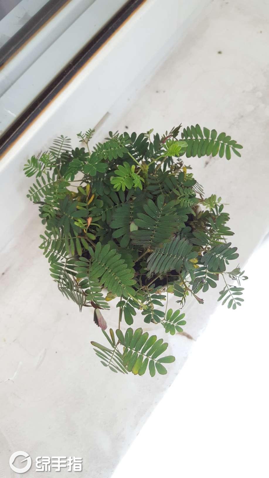 含羞草实验研所入口_含羞草实验研所入口_含羞草实验研所入口