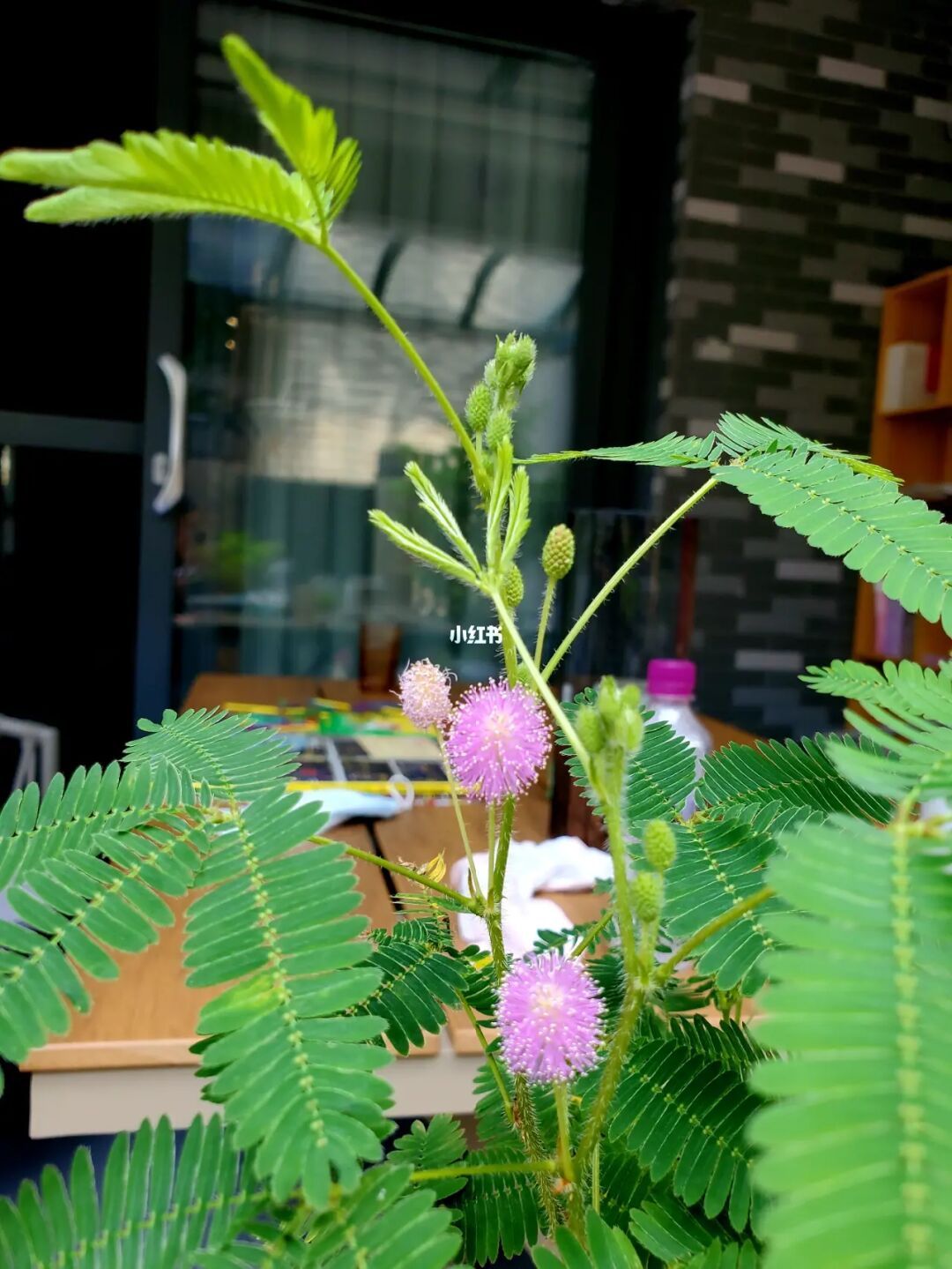 含羞草实验研所入口_含羞草实验研所入口_含羞草实验研所入口