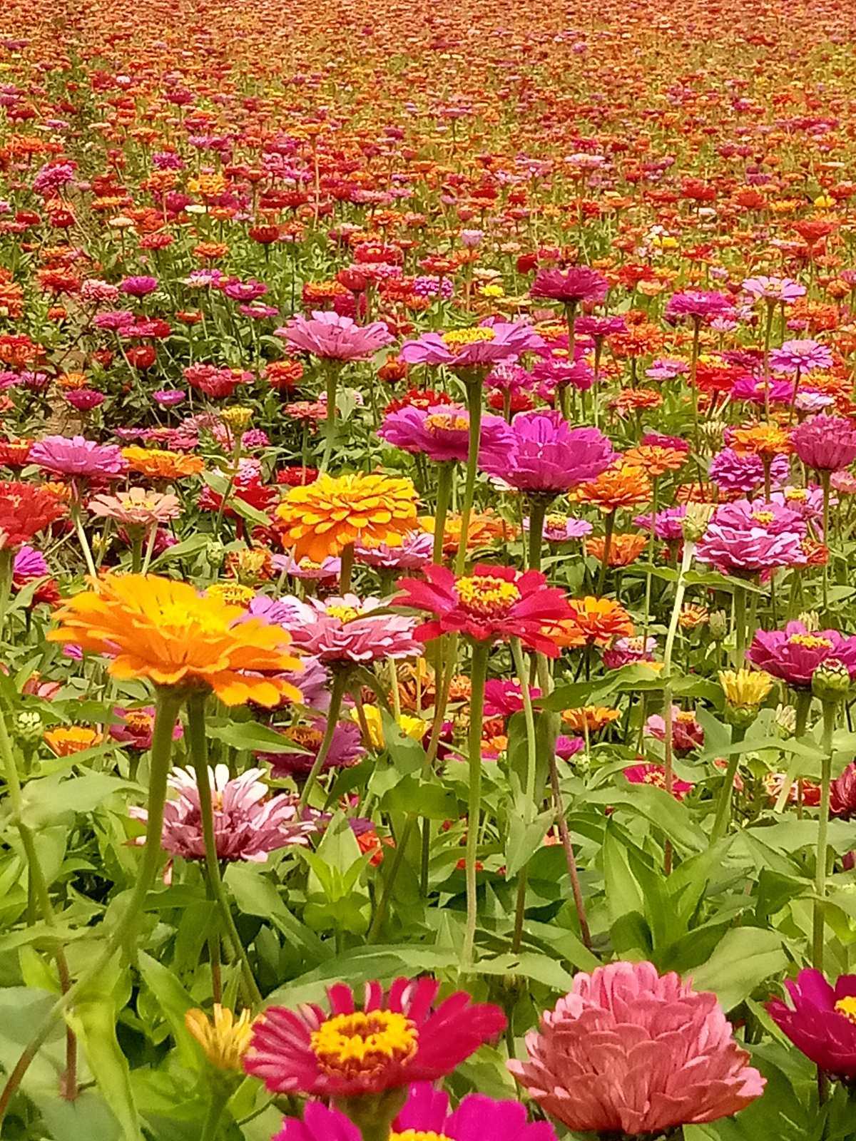 时光花园_花园时光鲜花_花园时光鲜花店