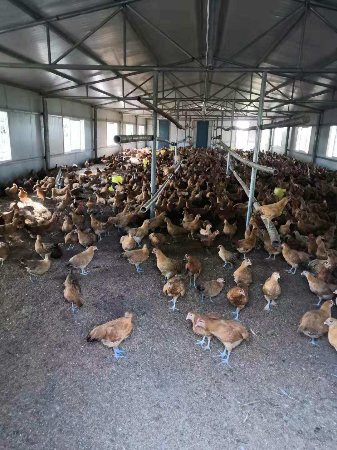 饥荒刷肉机怎么做最稳_饥荒刷肉机一共需要多少资源_饥荒刷肉机