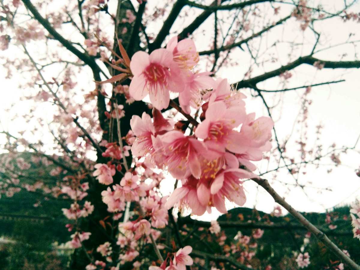 樱花灵能百分百_樱花之灵_樱花灵剑尊