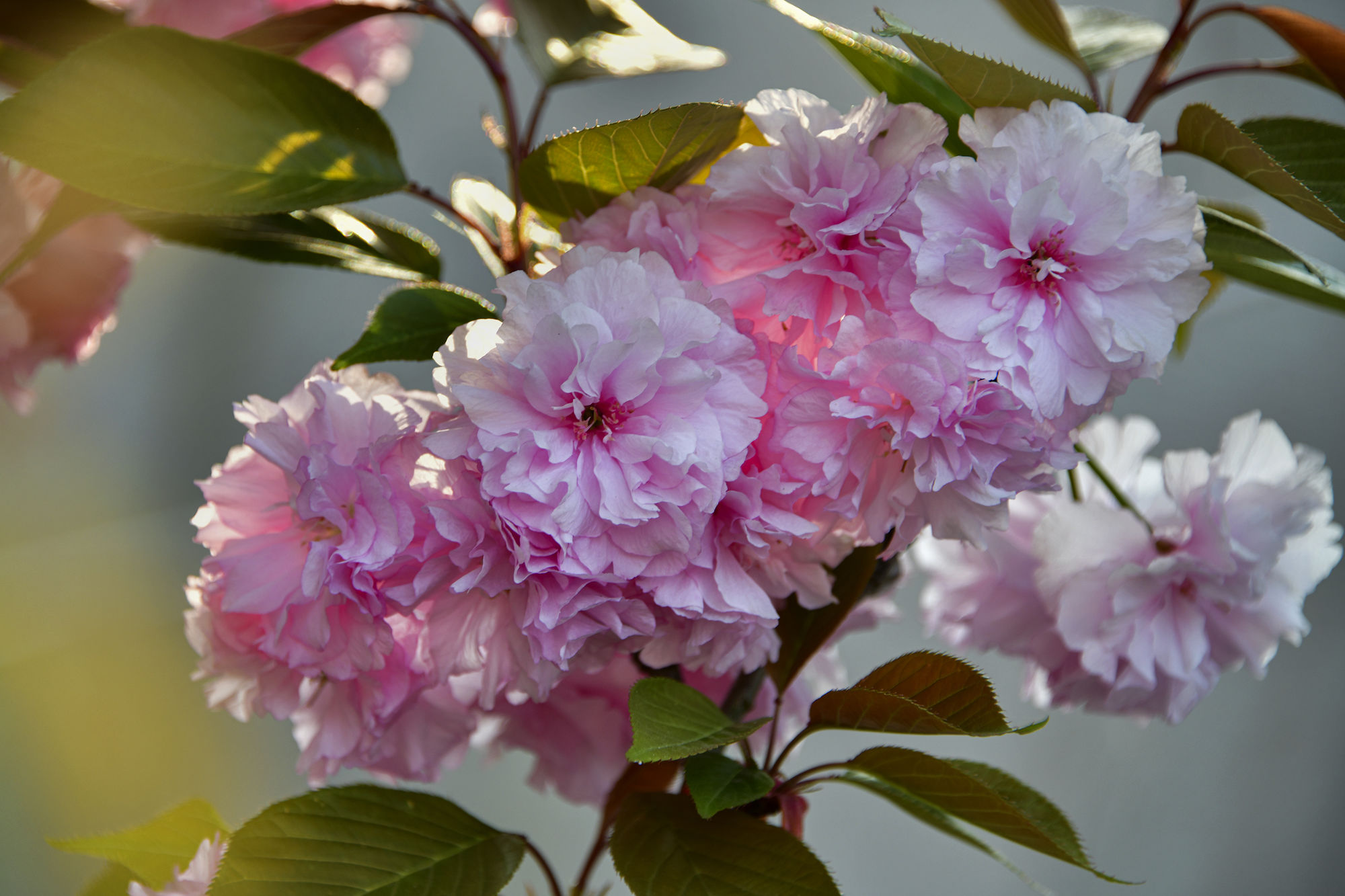 樱花灵能百分百_樱花之灵_樱花灵剑尊