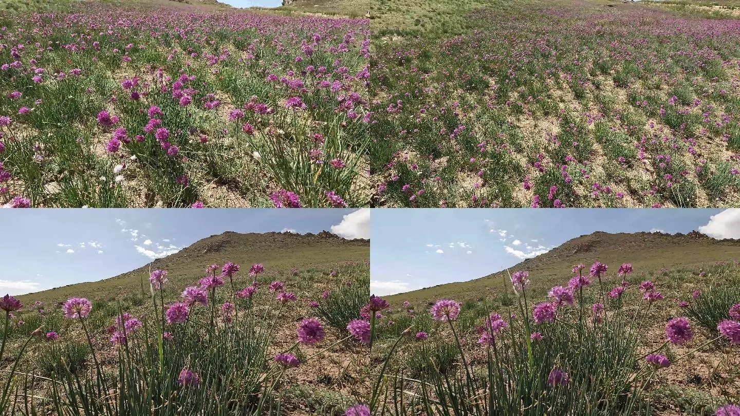 野花视频在线播放_视频野花在线播放免费观看_视频野花在线播放免费