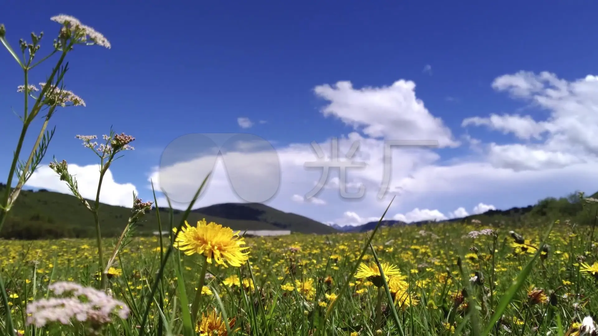 视频野花在线播放免费_野花视频在线播放_视频野花在线播放免费观看