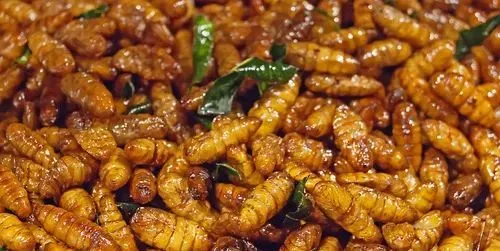 我的世界鸡吃什么_鸡吃是什么意思_鸡吃虫子的游戏