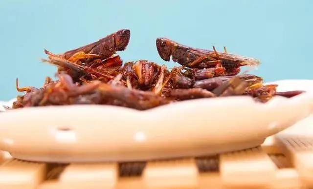 我的世界鸡吃什么_鸡吃虫子的游戏_鸡吃是什么意思