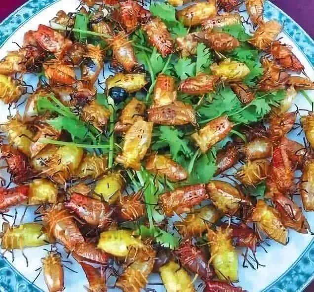 我的世界鸡吃什么_鸡吃是什么意思_鸡吃虫子的游戏