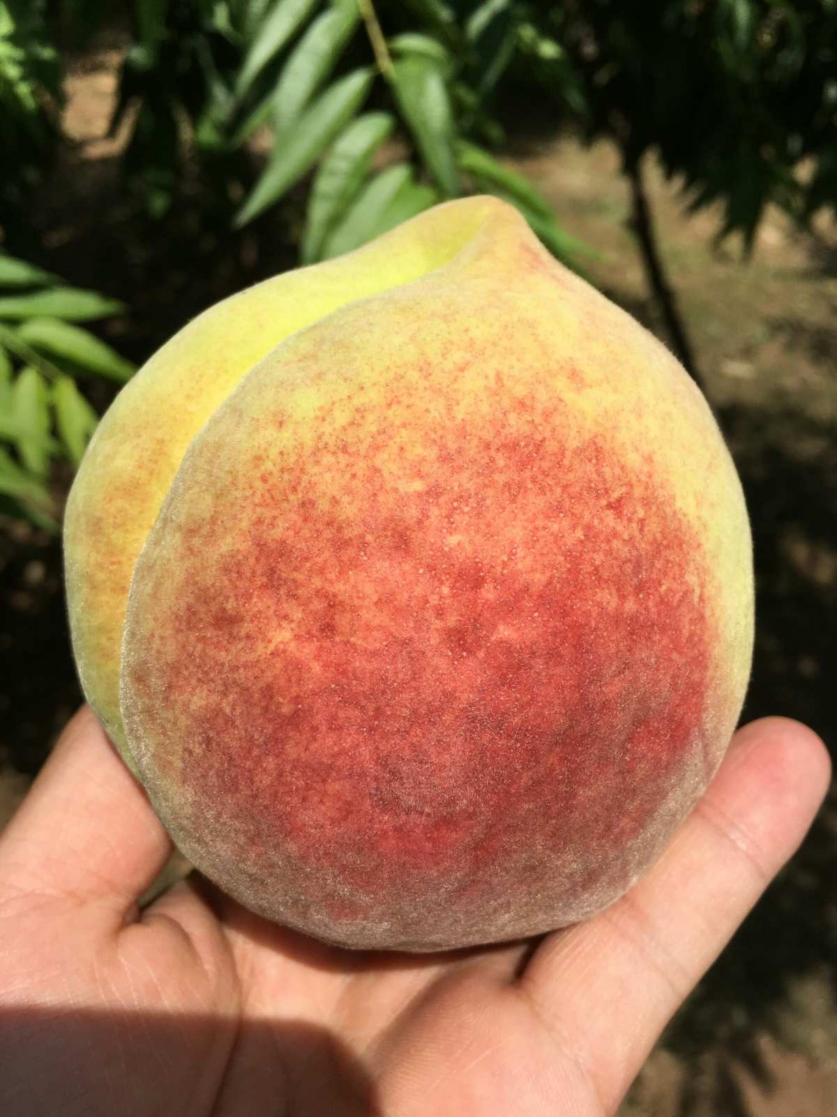 蜜桃啪啪_蜜桃啪啪_蜜桃啪啪