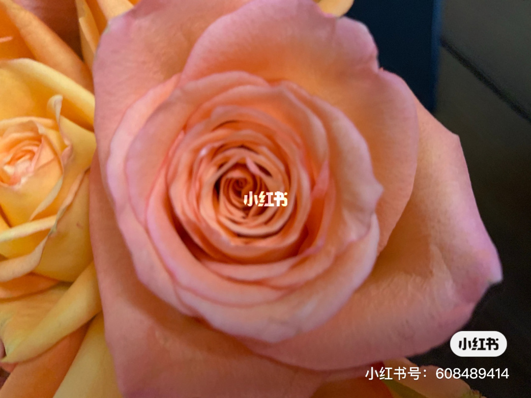 花甜_甜花生米怎么做_甜花红素
