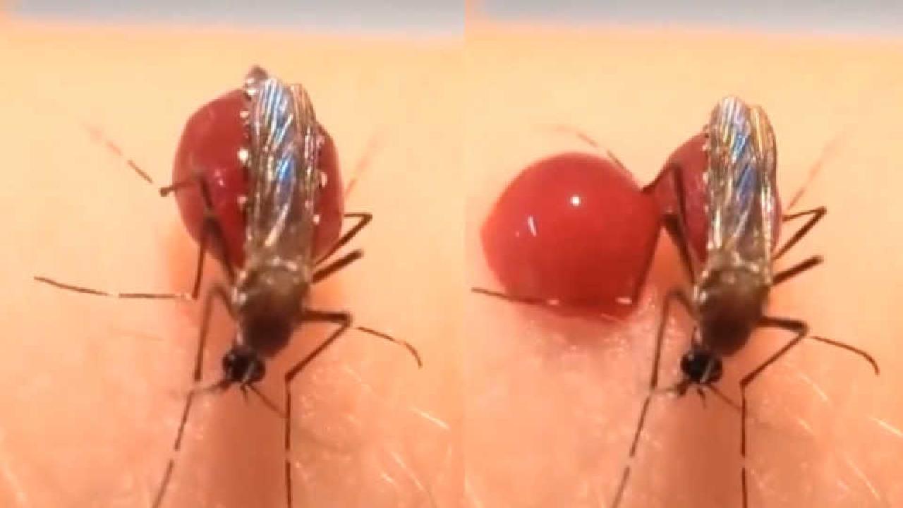 世界上最大巨型蚊子_播放巨型蚊子百科_巨型蚊子图鉴