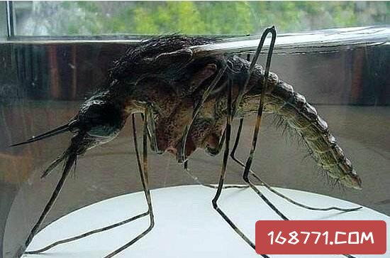 世界上最大巨型蚊子_播放巨型蚊子百科_巨型蚊子图鉴