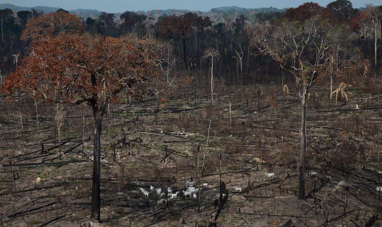 困境治理全球环境包括哪些_全球环境治理的困境包括_全球治理困境的含义