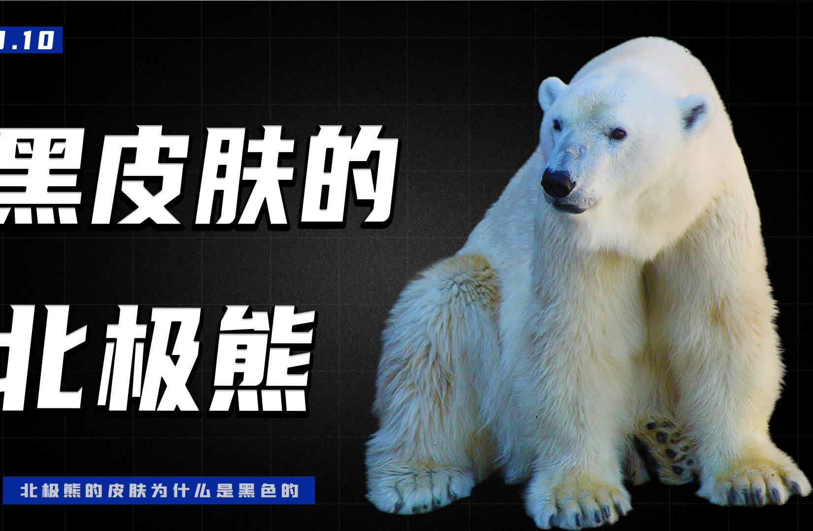 北极熊的皮肤到底是什么颜色的_北极熊皮肤颜色_北极熊的皮肤是什么颜色
