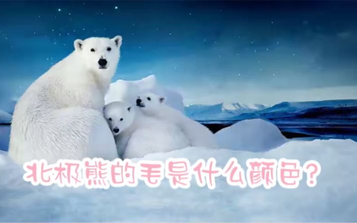 北极熊的皮肤到底是什么颜色的_北极熊的皮肤是什么颜色_北极熊皮肤颜色