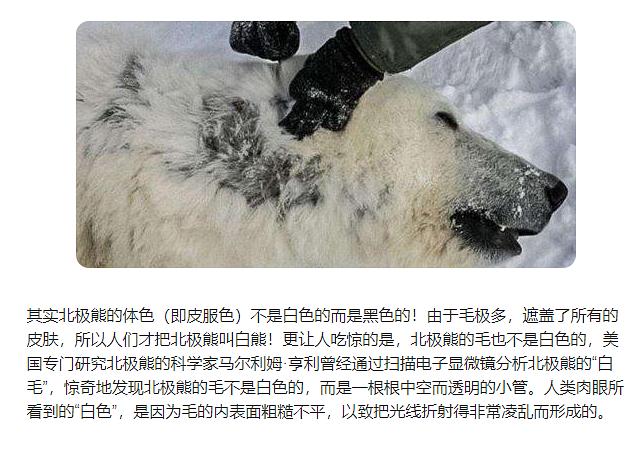 北极熊的皮肤是什么颜色_北极熊的皮肤到底是什么颜色的_北极熊皮肤颜色