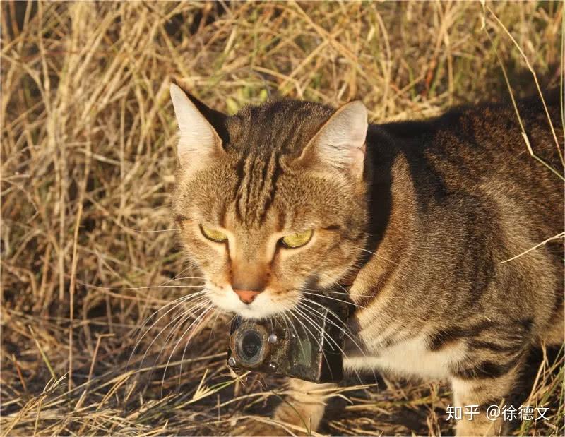 野猫网_野猫网_野猫网