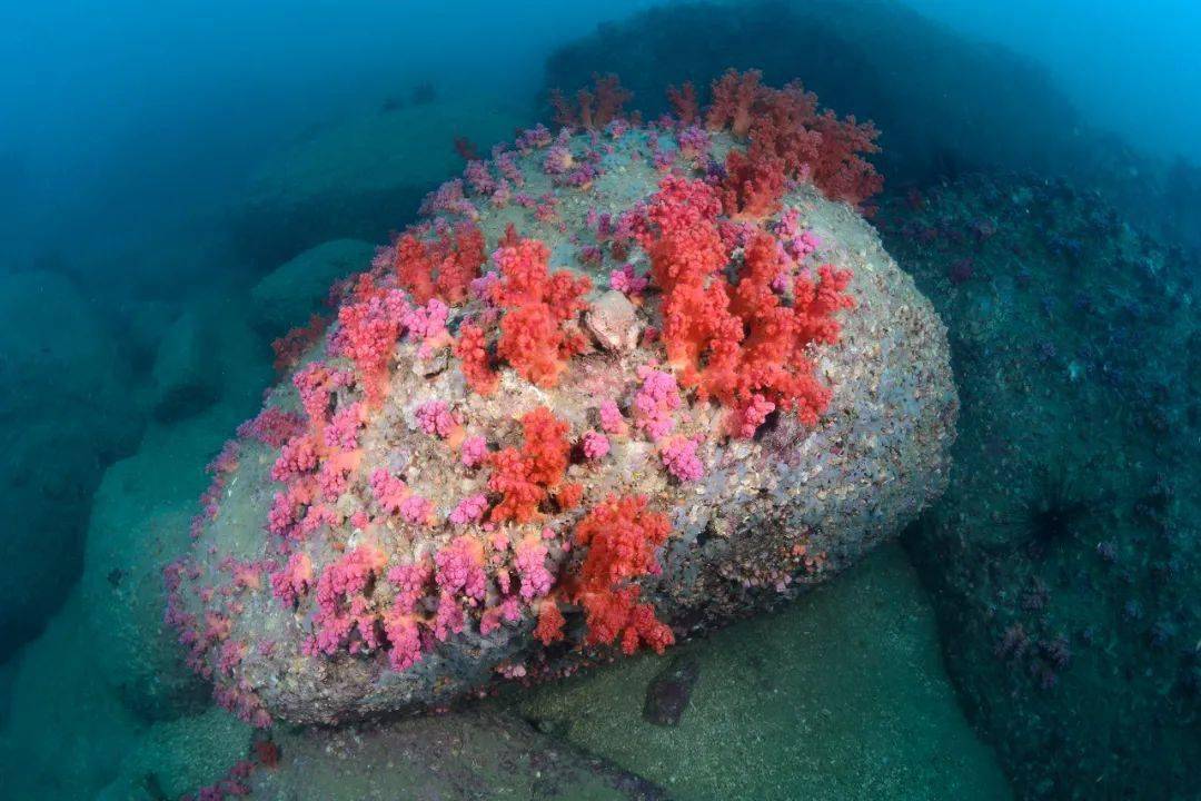 海鲁孔_海鲁孔_海鲁孔