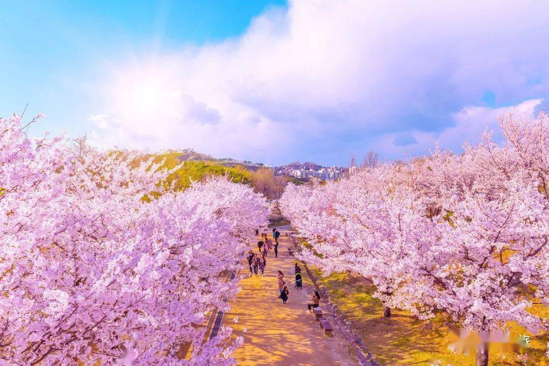 镇守之森的神樱大祓_镇守之森神樱大拔在哪里_镇守之森神樱大祓任务怎么触发