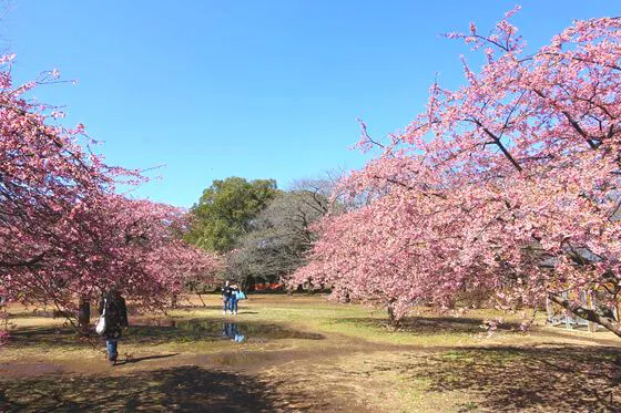 镇守之森神樱大拔在哪里_镇守之森的神樱大祓_镇守之森神樱大祓任务怎么触发