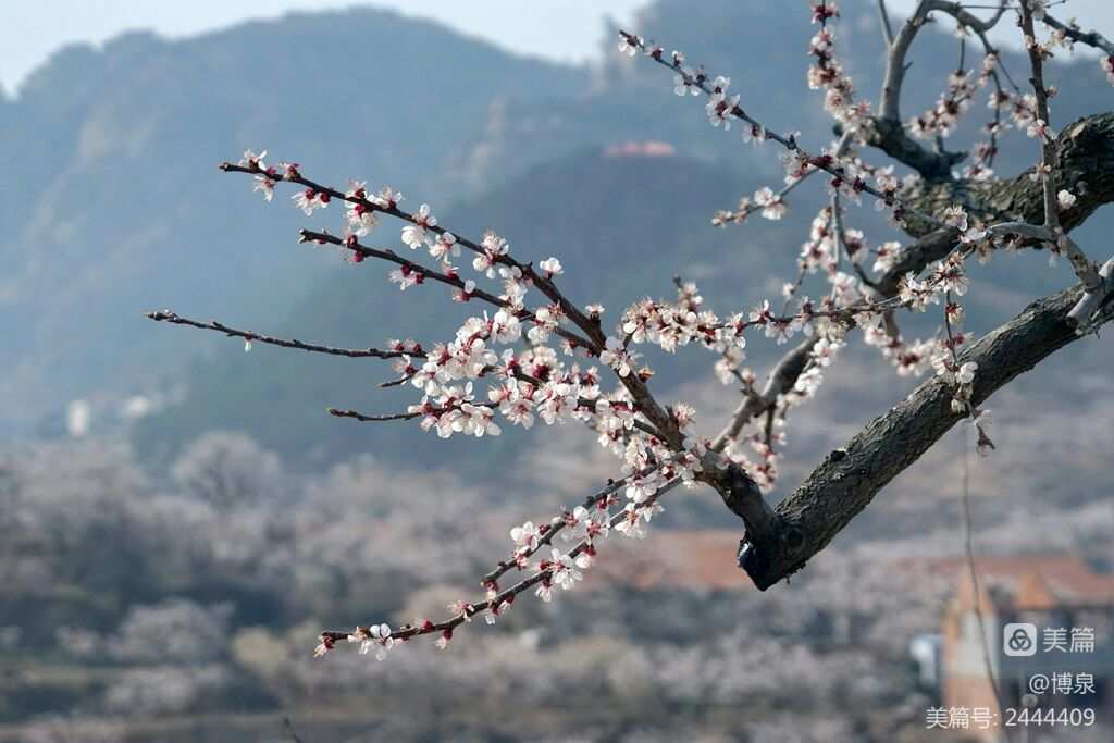 桃夭夭什么意思_桃夭夭可以加入什么门派_桃夭夭