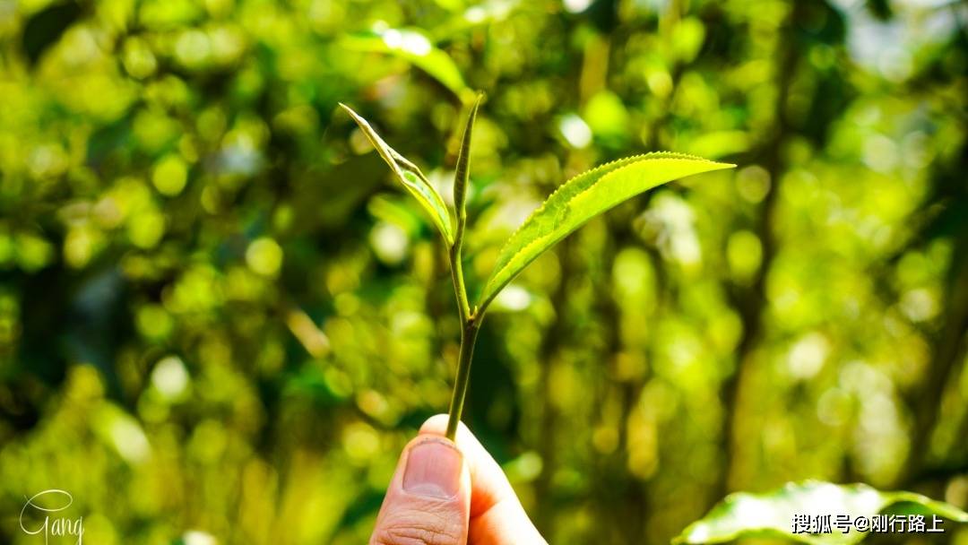正版茶杯头下载方式_茶杯头正版下载_正版茶杯头下载安装