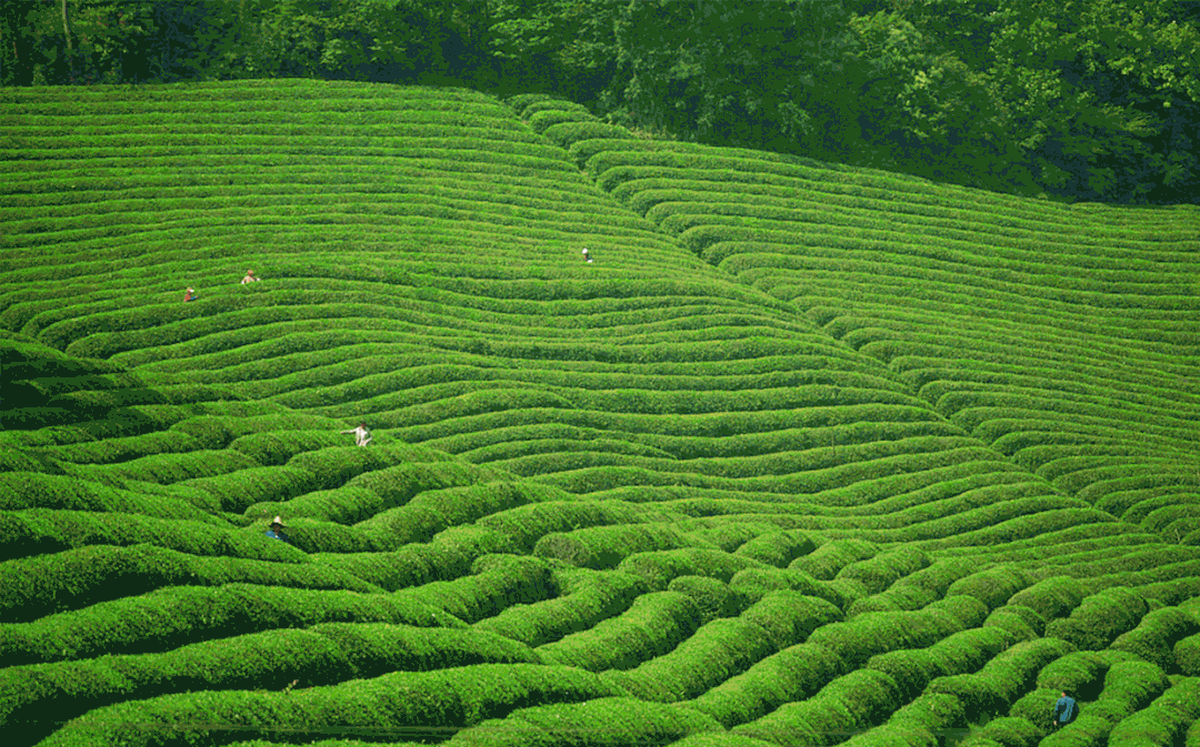 正版茶杯头下载方式_正版茶杯头下载安装_茶杯头正版下载