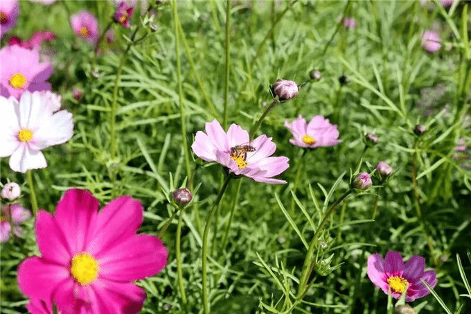 打小蜜蜂游戏_狗狗蜜蜂游戏_蜜蜂游戏