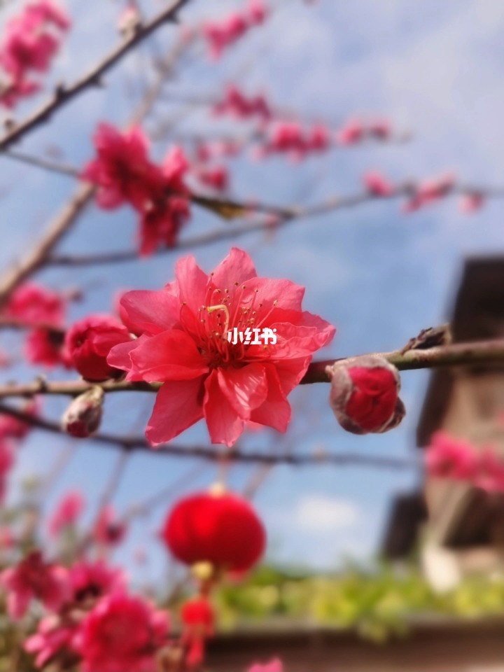 桃花坞隐藏关_桃花坞隐藏宝箱_桃花坞最后两个隐藏任务