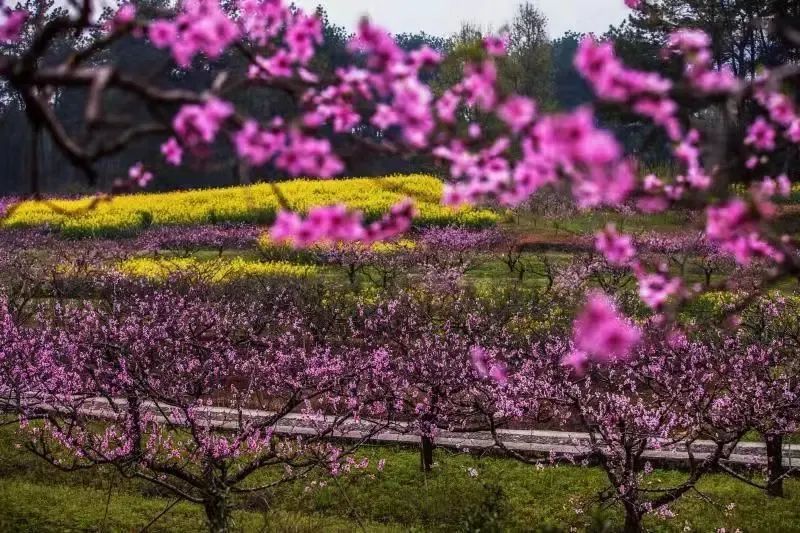 桃花坞隐藏宝箱_桃花坞隐藏关_桃花坞最后两个隐藏任务