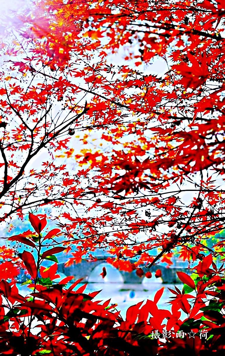 深爱山城 绿叶乡游