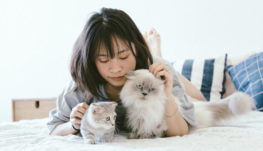 宠物 手机 游戏大全_宠物安卓游戏_宠物游戏手机