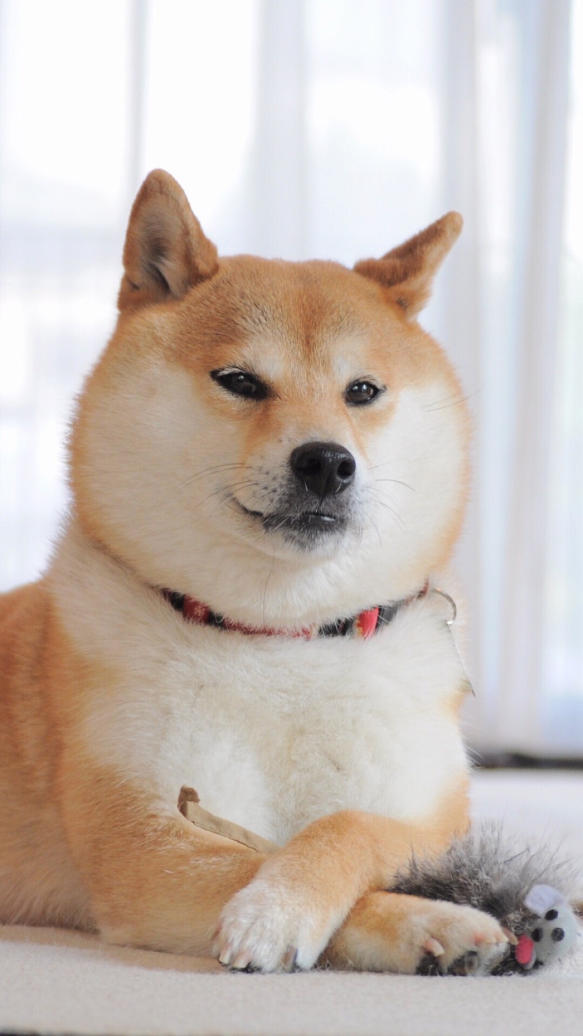 国王宠物2016单机版破解版_大屏手机玩宠物王国游戏_王国宠物下载