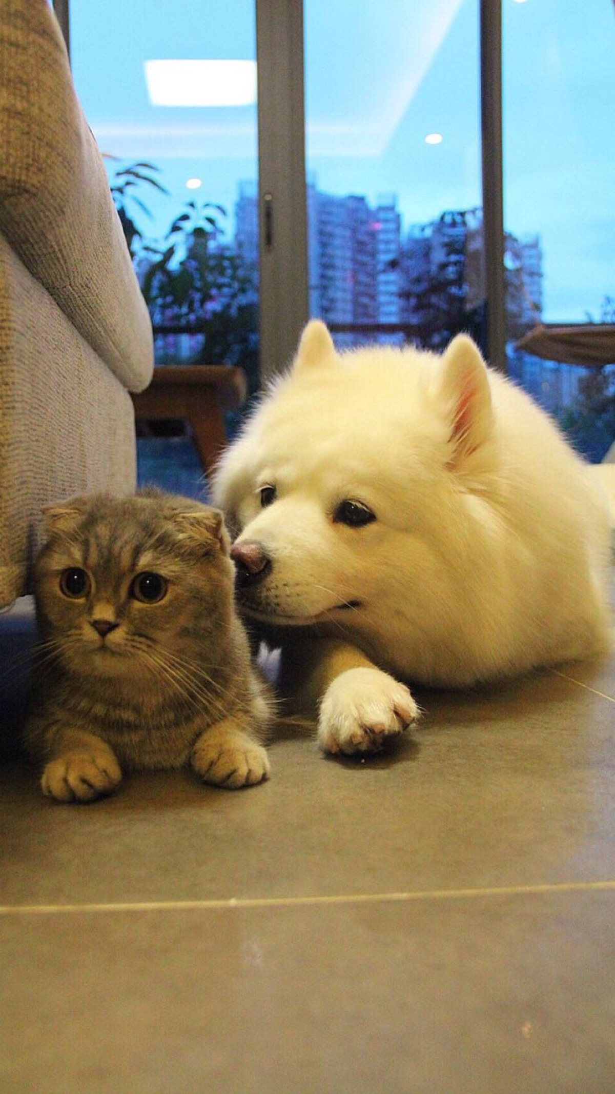 国王宠物2016单机版破解版_大屏手机玩宠物王国游戏_王国宠物下载