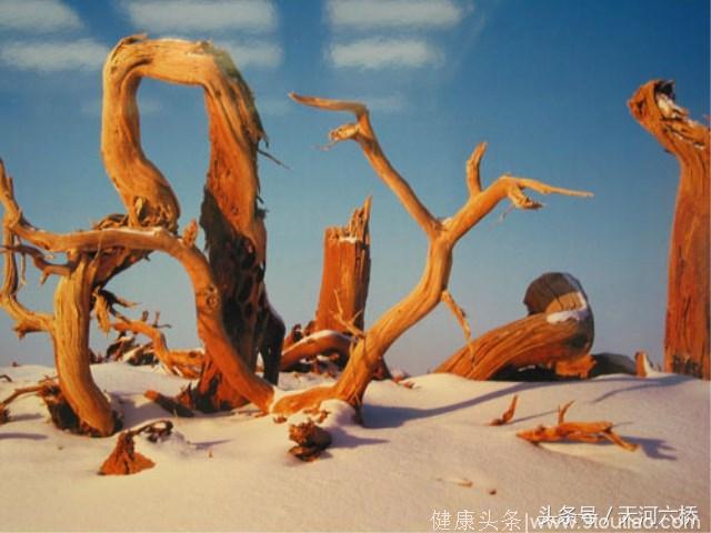树袋熊有尾巴吗_树袋熊_树袋熊用英语怎么说