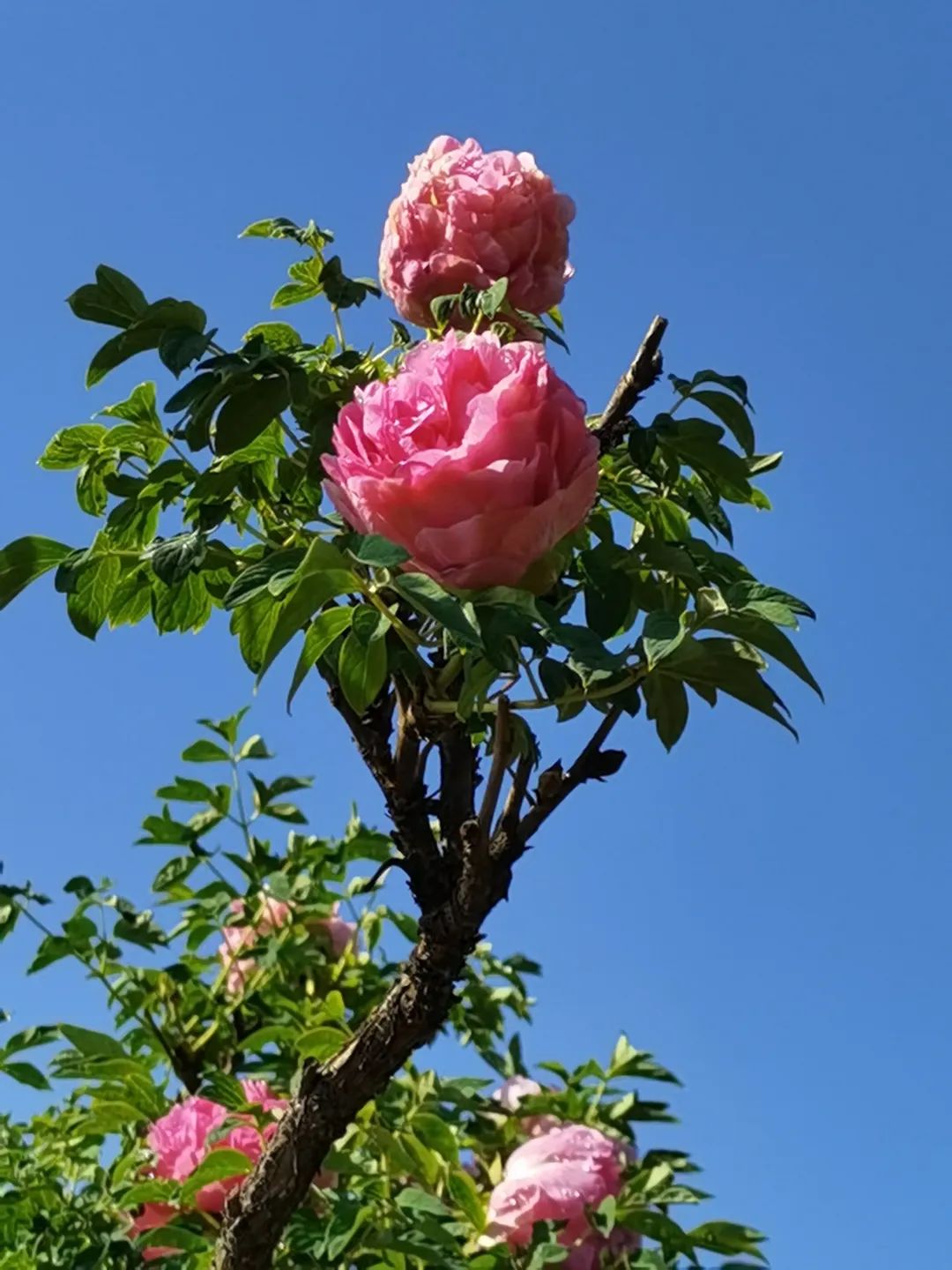 花开伊吕波_花开伊吕波在线观看动漫_花开伊吕波是什么类型