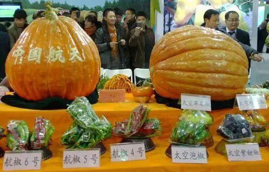 辐射蔬菜游戏下载手机版_辐射菜吃了有害吗_蔬菜对人体的作用有哪些