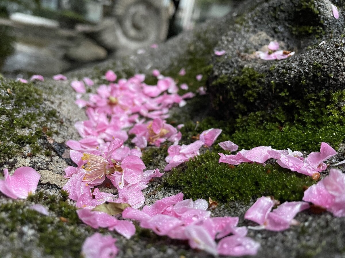 夜夜看落花谜语_夜夜看落花_落花冷夜夕是什么意思
