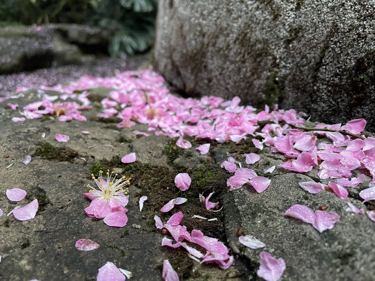 夜夜看落花_落花冷夜夕是什么意思_夜夜看落花谜语